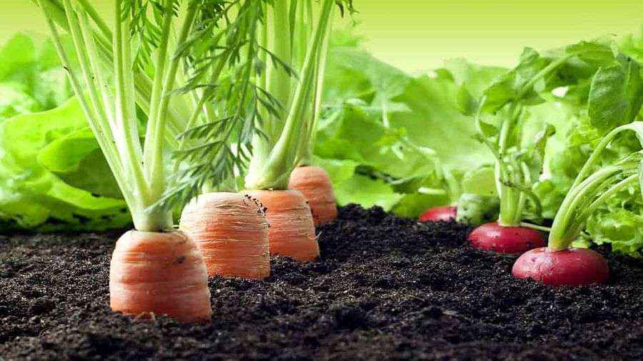 carrot-cultivation-..-High-yield-in-a-very-short-time-